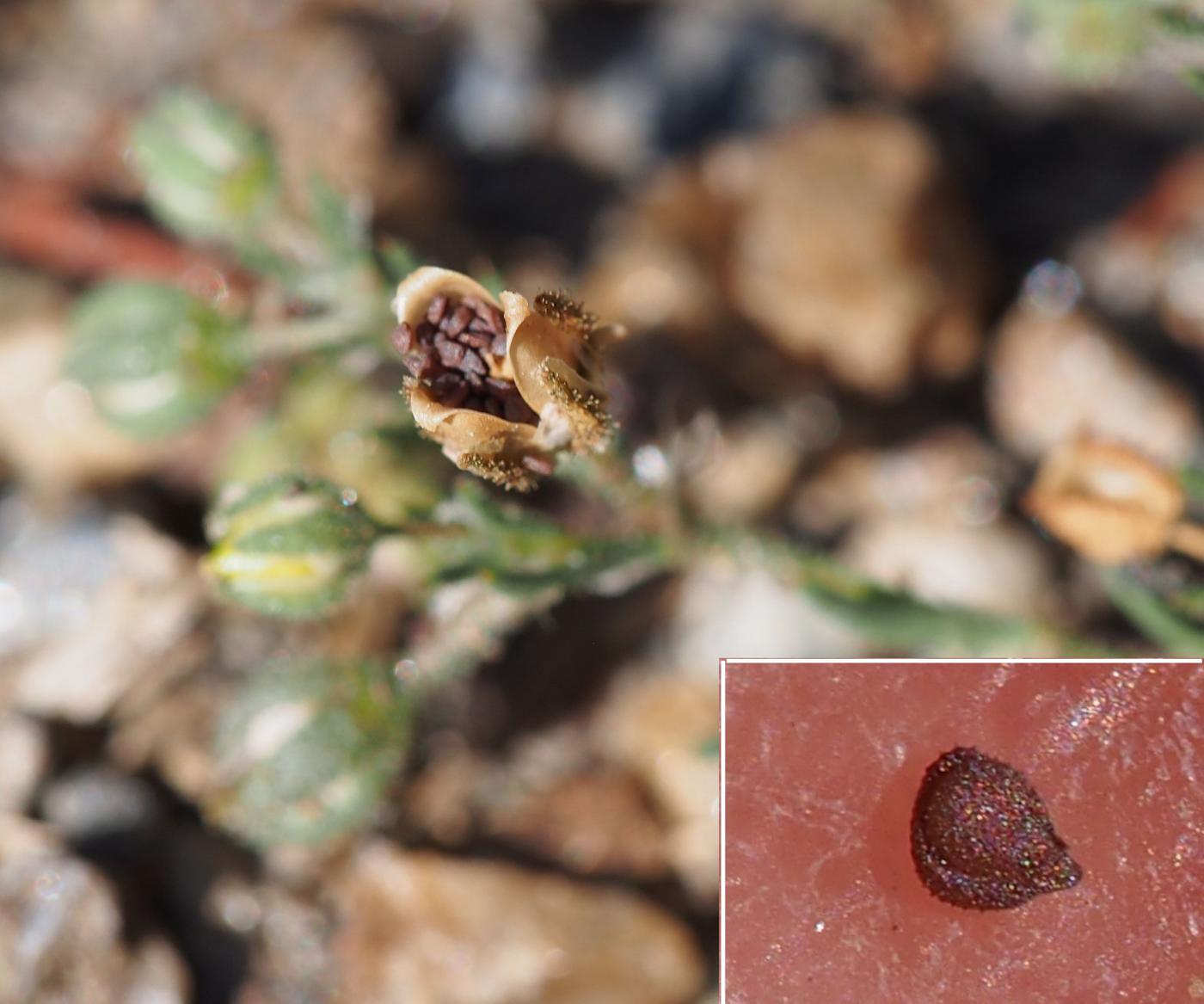 Spurrey, Sand fruit